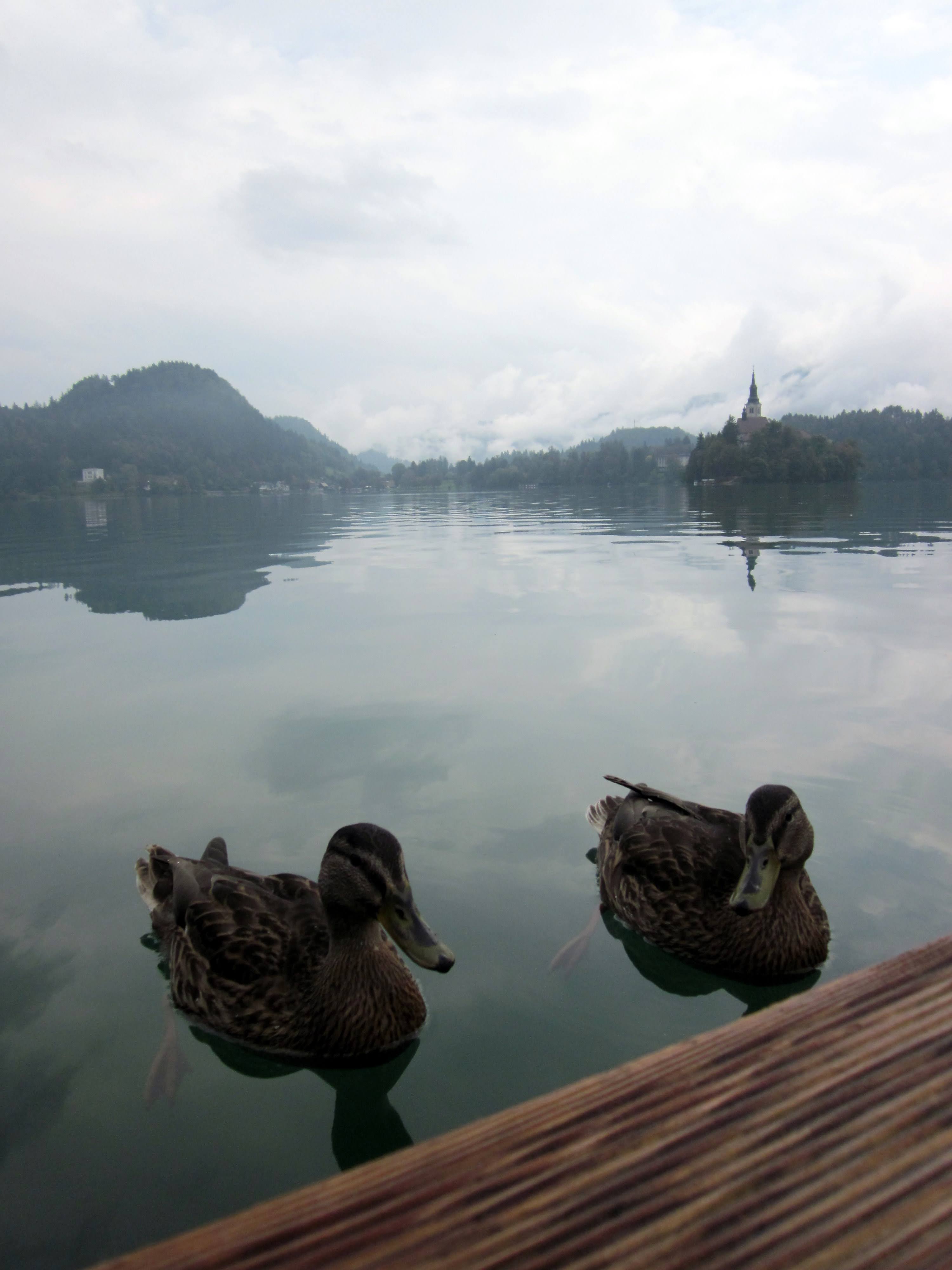 Lake Bled travel - Lonely Planet